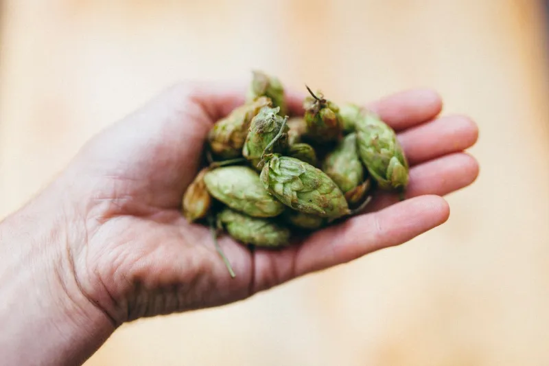 Field to Fermenter: Meet the Colorado Farmers Who Help Us Brew Our Best Seasonal Beers